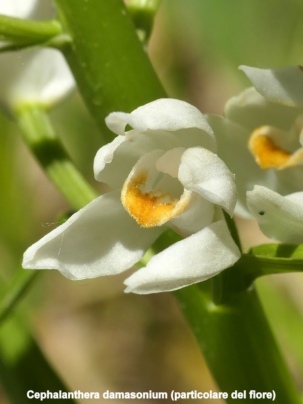 Le orchidee di Vallepietra nel Parco Naturale dei Monti Simbruini (Roma).